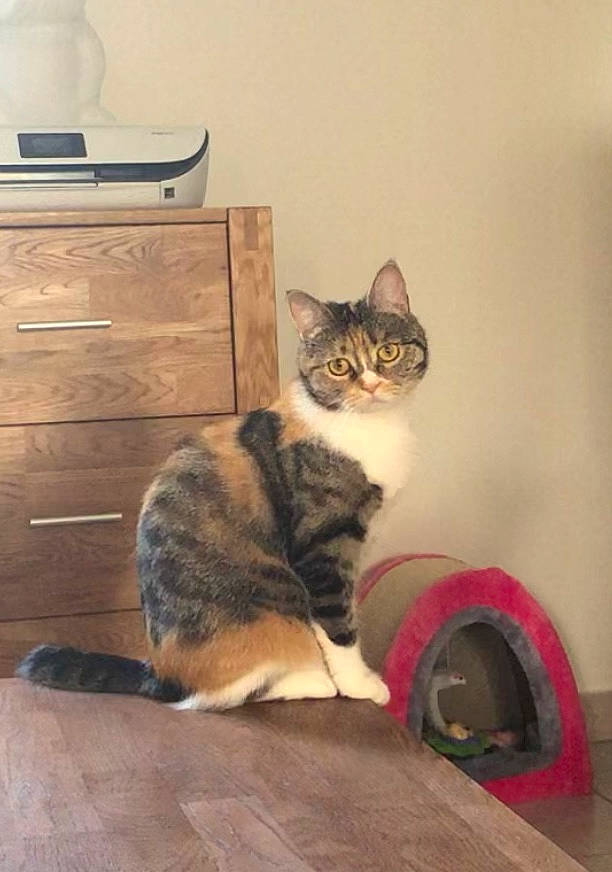 Angel participe au concours pour gagner de l'argent avec cette photo : cabinetry, carnivore, cat, chest, chest_of_drawers, comfort, domestic_short_haired_cat, door, drawer, dresser, felidae, floor, flooring, fur, grey, hardwood, small_to_medium_sized_cats, tail, whiskers, wood