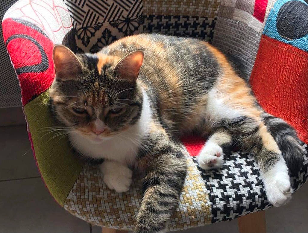 Angel a rejoint le concours — aidez-le/la à gagner de superbes lots ! carnivore, cat, claw, comfort, couch, domestic_short_haired_cat, felidae, foot, fur, nap, paw, plaid, sitting, small_to_medium_sized_cats, snout, tail, tree, whiskers