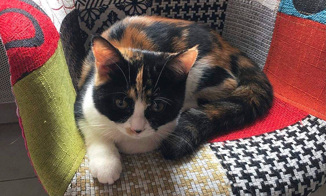 Clochette participe au concours pour gagner de l'argent avec cette photo : carnivore, cat, cat_supply, claw, comfort, domestic_short_haired_cat, felidae, flooring, fur, linens, mammal, pattern, plaid, small_to_medium_sized_cats, snout, tail, tartan, textile, vertebrate, whiskers