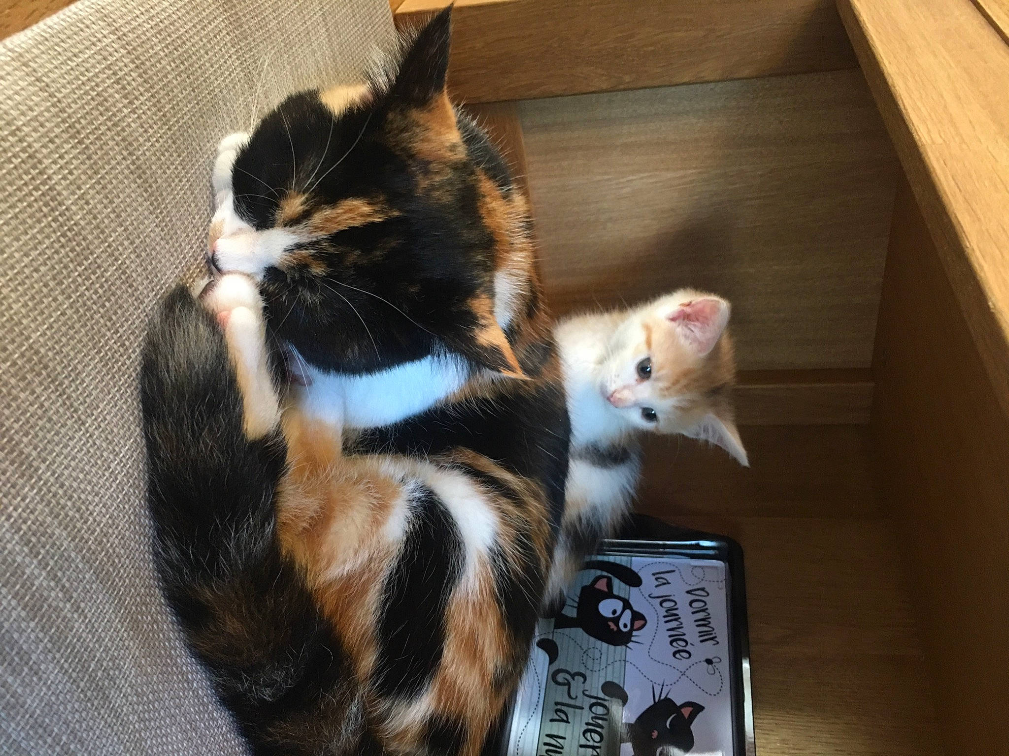 Clochette participe au concours pour gagner de l'argent avec cette photo : box, cardboard, carnivore, cat, claw, comfort, domestic_short_haired_cat, felidae, flooring, fur, hardwood, lap, packaging_and_labeling, paw, shipping_box, small_to_medium_sized_cats, tail, whiskers, wood