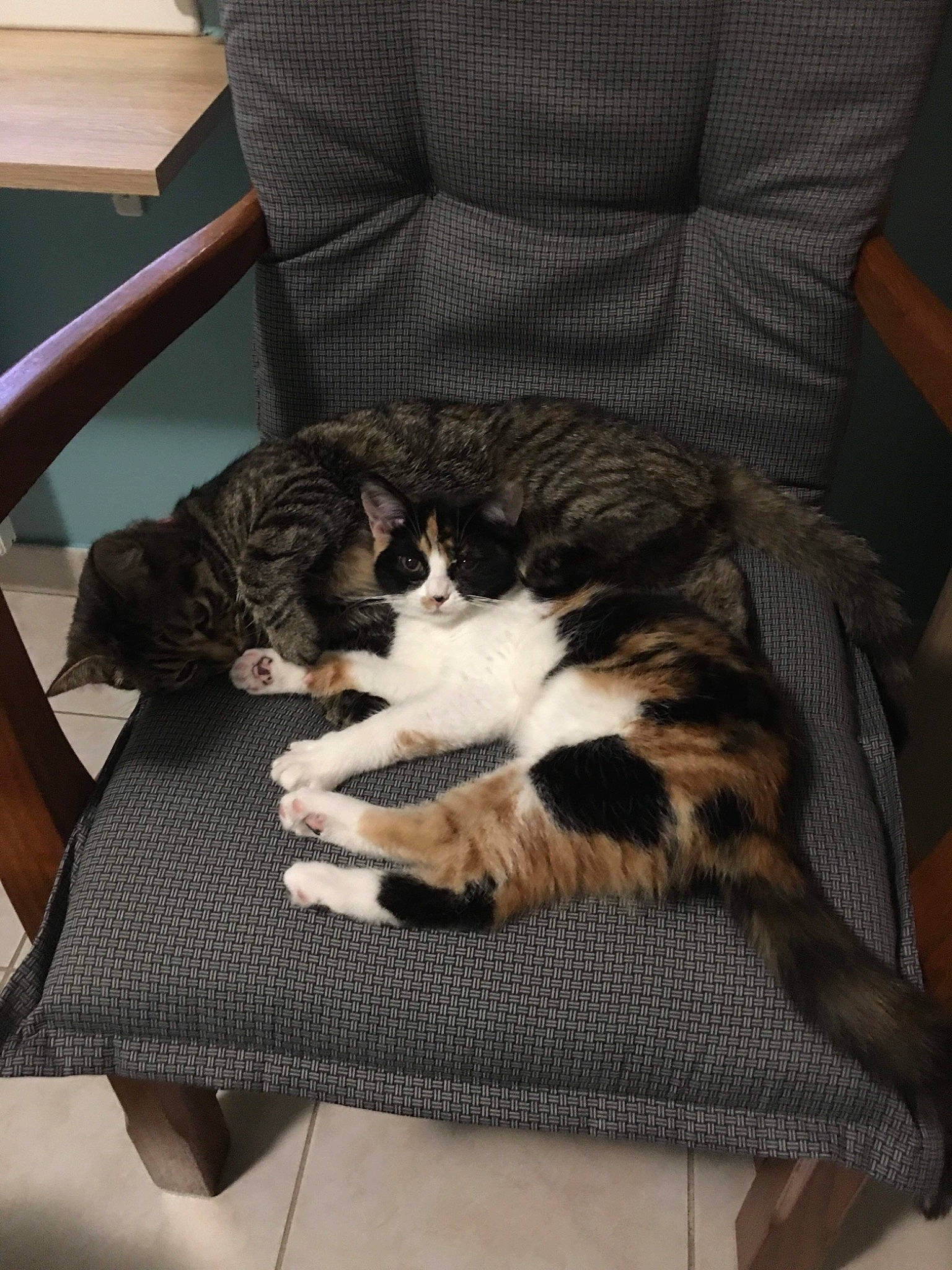 Clochette a rejoint le concours — aidez-le/la à gagner de superbes lots ! bag, carnivore, cat, chair, comfort, couch, domestic_short_haired_cat, felidae, flooring, fur, hardwood, lap, linens, nap, room, small_to_medium_sized_cats, tail, textile, whiskers, wood