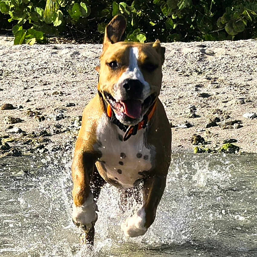 Divyx participe au concours pour gagner de l'argent avec cette photo : animal, boxer, bulldog, canine, dog, grove, jungle, land, leaf, nature, outdoors, pet, plant, rainforest, rock, summer, tree, vegetation, water, woodland
