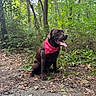 dog, labrador, chocolate_labrador, bandana, red_bandana, forest, trees, path, leaves, outdoor, nature, pet, canine, happy, tongue_out, sitting, greenery, woodland, summer, animal