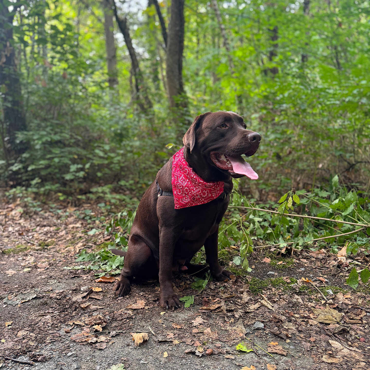 Marvel a rejoint le concours — aidez-le/la à gagner de superbes lots ! dog, labrador, chocolate_labrador, bandana, red_bandana, forest, trees, path, leaves, outdoor, nature, pet, canine, happy, tongue_out, sitting, greenery, woodland, summer, animal