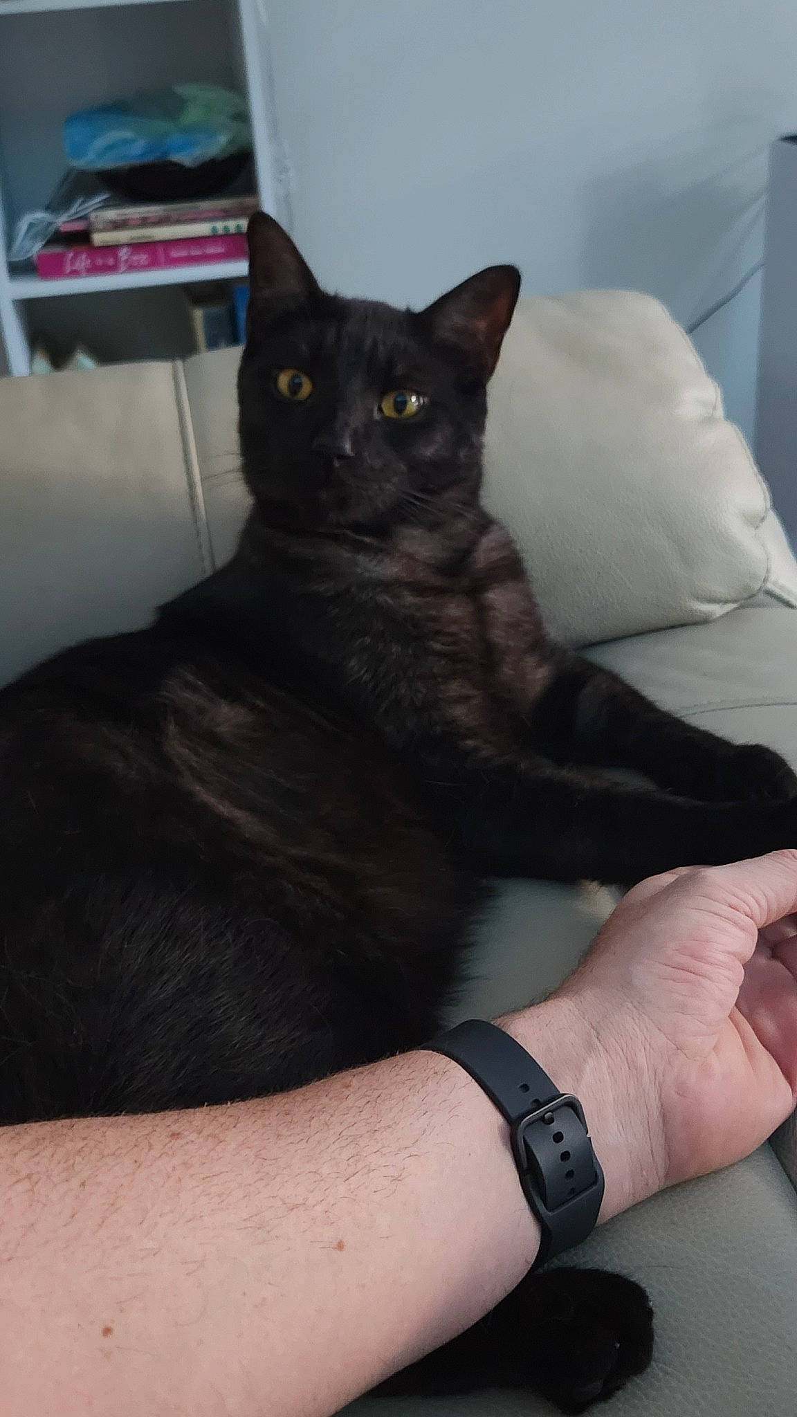 Kipp Kippy joined the competition — help win amazing prizes! black_cat, carnivore, cat, clock, comfort, domestic_short_haired_cat, elbow, eye, felidae, fur, gesture, hand, human_leg, sitting, small_to_medium_sized_cats, snout, tail, watch, whiskers, wrist
