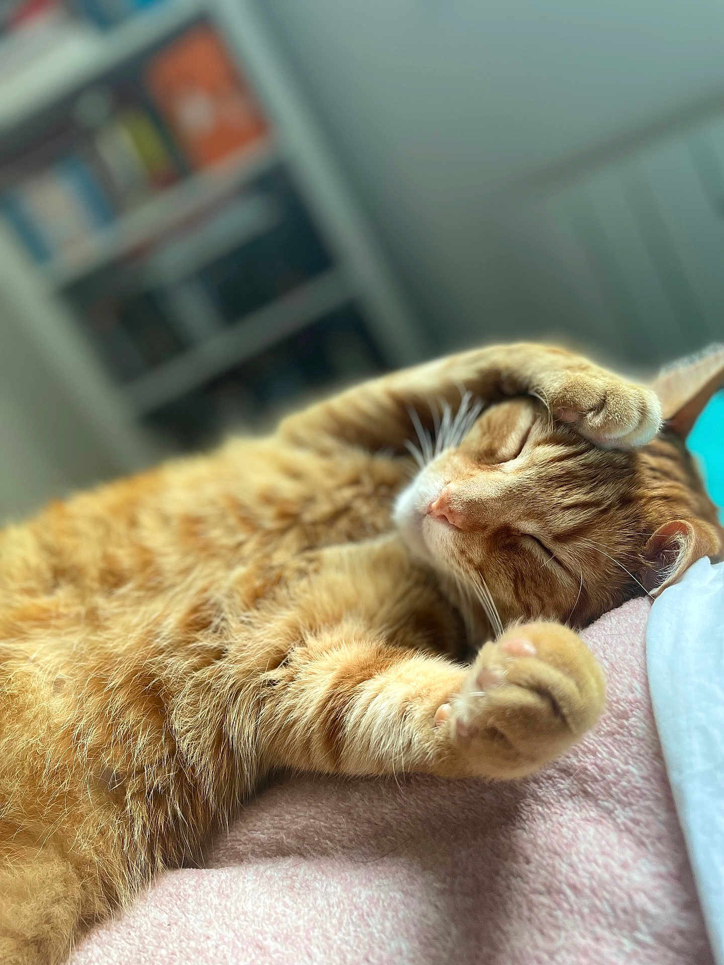 Caramelo participe au concours pour gagner de l'argent avec cette photo : cat, orange_tabby, sleeping, paw, fur, whiskers, bed, blanket, cozy, napping, indoor, relaxed, pet, feline, closeup, soft_focus, home, resting, cute, animal