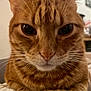 cat, ginger_cat, close_up, whiskers, tabby, pet, indoor, fur, animal, cute, face, eyes, paw, mammal, domestic_animal, feline, portrait, relaxed, cozy, focus