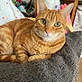 Caramelo a rejoint le concours — aidez-le/la à gagner de superbes lots ! cat, ginger_cat, tabby, pet, indoor, blanket, plush, furniture, chair, shelf, book, toy, owl_plush, fur, animal, relaxing, closeup, curious, whiskers, cozy