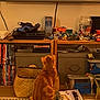 Caramelo a rejoint le concours — aidez-le/la à gagner de superbes lots ! cat, orange_tabby, television, entertainment_center, video_games, toys, books, rug, basket, sitting, indoor, living_room, clutter, furniture, curious, pet, home, electronics, cords, box