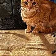 Caramelo a rejoint le concours — aidez-le/la à gagner de superbes lots ! cat, ginger_cat, tabby, pet, animal, indoor, floor, wooden_floor, curious, crouching, whiskers, fur, ears, tail, eyes, domestic_cat, feline, mammal, closeup, cute
