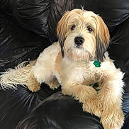 Benji joined the competition — help win amazing prizes! dog, fluffy, cream_color, leather_couch, pet, indoor, relaxed, cute, long_hair, sitting, animal, companion, domestic, fur, ears, tail, collar, nose, paw, resting