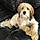 Benji