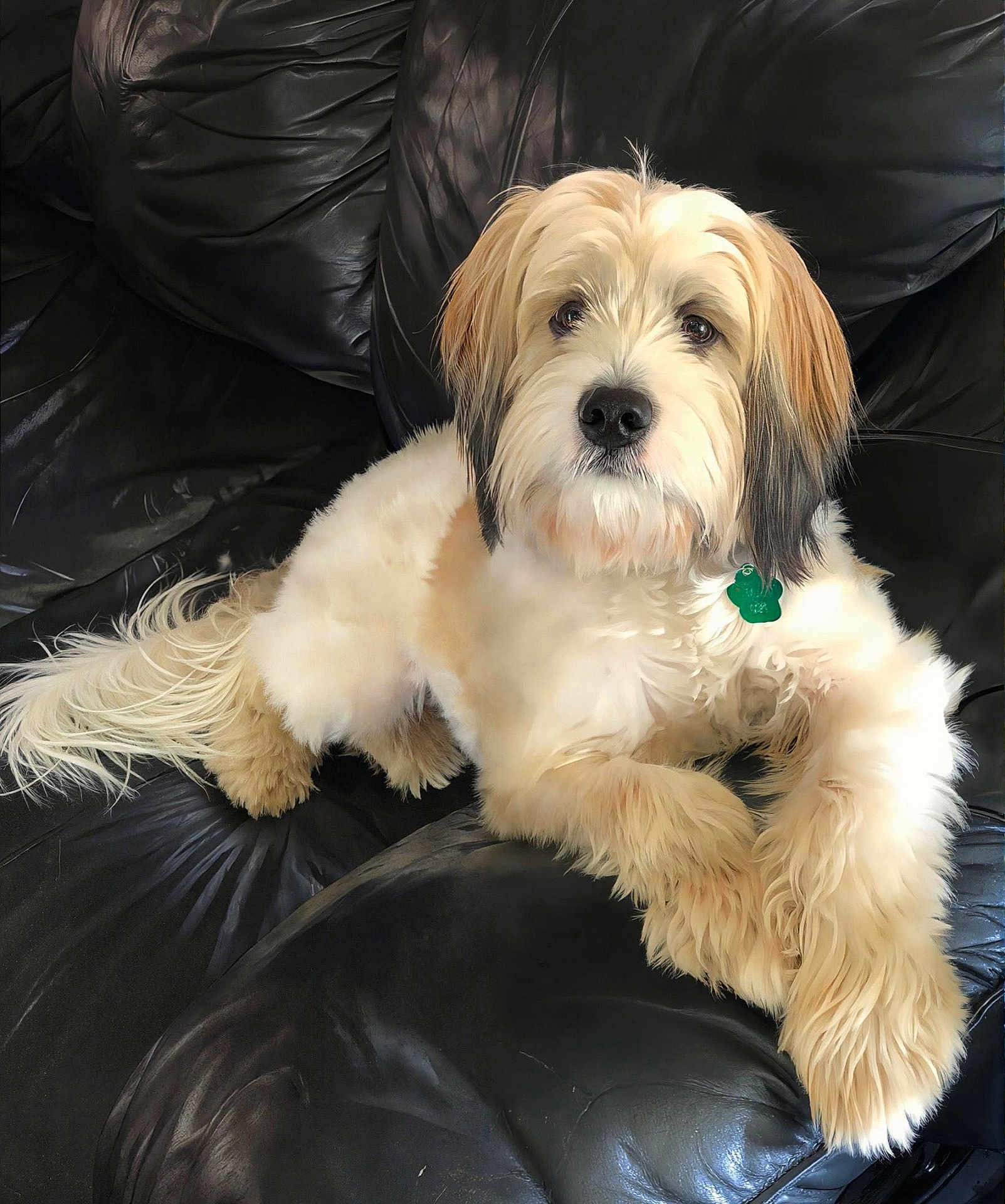 Benji joined the competition — help win amazing prizes! dog, fluffy, cream_color, leather_couch, pet, indoor, relaxed, cute, long_hair, sitting, animal, companion, domestic, fur, ears, tail, collar, nose, paw, resting