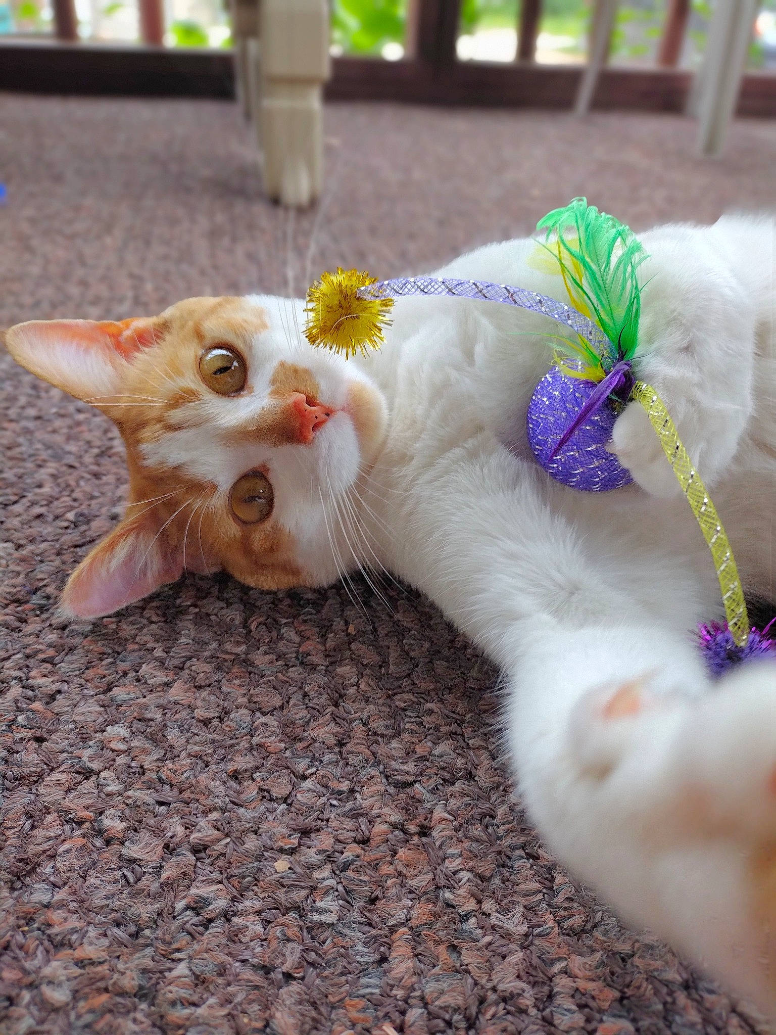 Hammy joined the competition — help win amazing prizes! canidae, carnivore, cat, claw, companion_dog, domestic_short_haired_cat, eye, fawn, felidae, foot, fur, gesture, paw, petal, plant, small_to_medium_sized_cats, snout, tail, toy, whiskers