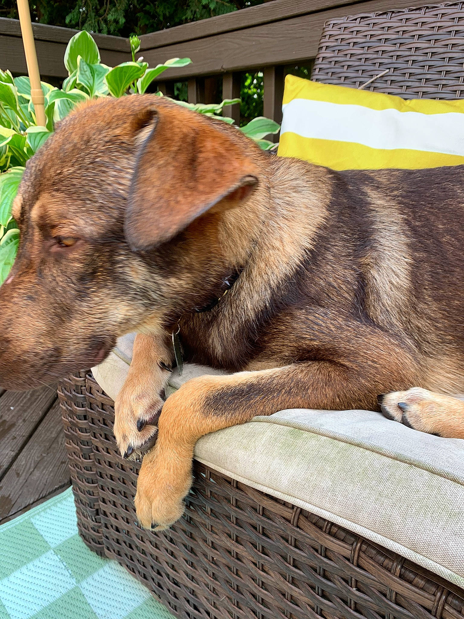 Kingston is registered to the contest to win money with this photo: canidae, carnivore, collar, comfort, companion_dog, dog, dog_breed, dog_supply, fawn, fur, pet_supply, plant, snout, sporting_group, tail, terrestrial_animal, working_animal, working_dog