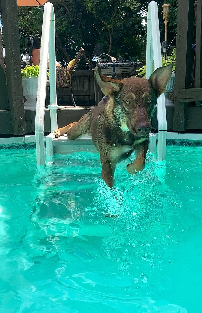 Kingston joined the competition — help win amazing prizes! canidae, carnivore, dog, dog_breed, dog_sports, fawn, fun, guard_dog, leisure, liver, plant, recreation, snout, sporting_group, swimming_pool, tree, water, wildlife, window, working_animal