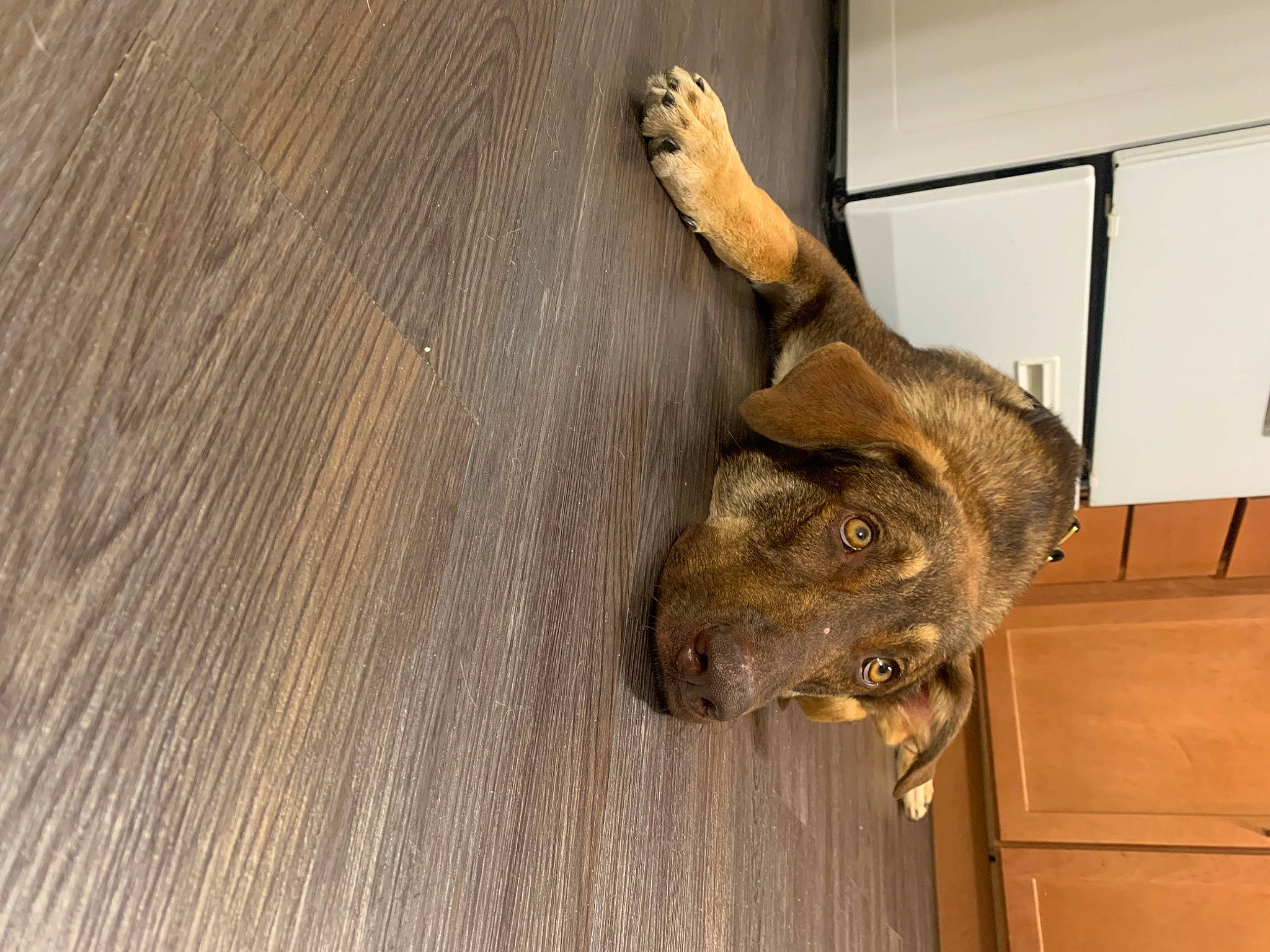 Kingston joined the competition — help win amazing prizes! art, artifact, bat, dog_breed, fawn, felidae, flooring, fur, hardwood, plank, plywood, small_to_medium_sized_cats, snout, tail, tree, varnish, whiskers, wood, wood_flooring, wood_stain