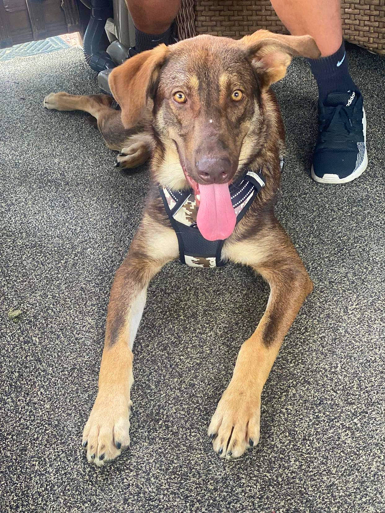 Kingston joined the competition — help win amazing prizes! bag, canidae, carnivore, collar, companion_dog, dog, dog_breed, dog_collar, eye, fawn, foot, fur, guard_dog, liver, luggage_and_bags, paw, pet_supply, sporting_group, working_animal, working_dog