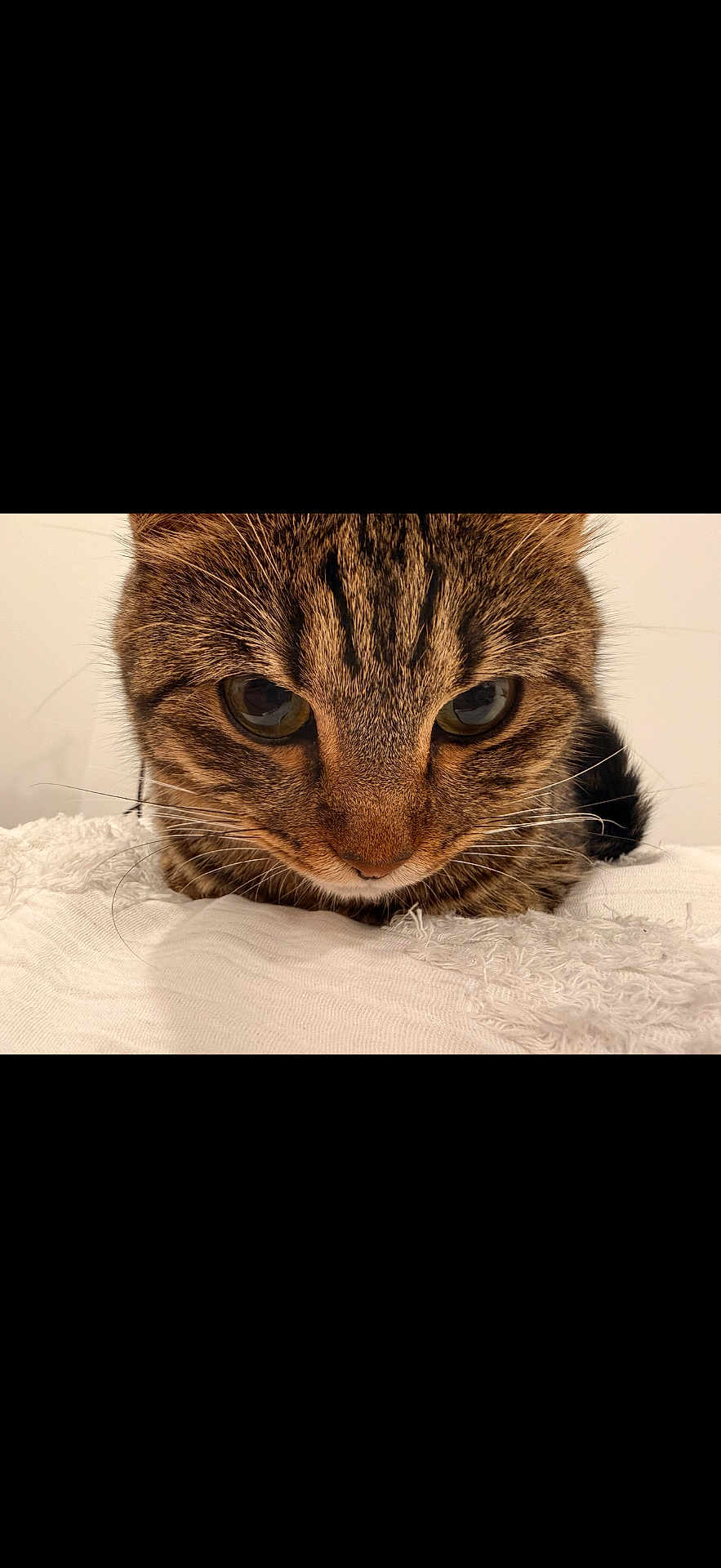 Mini joined the competition — help win amazing prizes! cat, tabby_cat, close_up, animal, pet, fur, whiskers, eyes, face, cute, domestic_animal, feline, lying_down, resting, indoor, texture, white, soft, curious, mammal