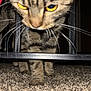Mini is registered to the contest to win money with this photo: cat, tabby, close_up, indoor, carpet, whiskers, paws, feline, pet, animal, yellow_eyes, curious, fur, stripes, home, low_light, blurred, metal_furniture, curiosity, indoor_lighting