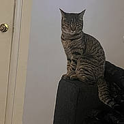 Mini joined the competition — help win amazing prizes! tabby_cat, cat, feline, pet, indoor, living_room, sofa, couch, armrest, striped, animal, domestic_animal, sitting, fur, tail, carpet, door, wall, household, resting