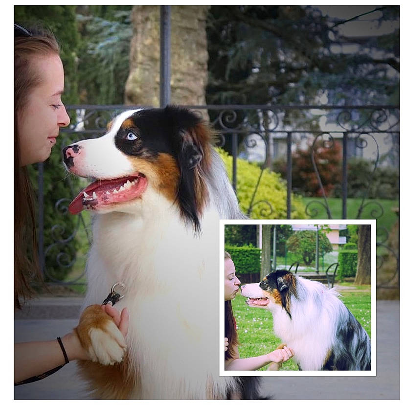 Ubane participe au concours pour gagner de l'argent avec cette photo : canidae, carnivore, collar, companion_dog, dog, dog_breed, dog_supply, formal_wear, fur, happy, plant, rectangle, smile, snapshot, sporting_group, toddler, tree, white, working_animal, working_dog