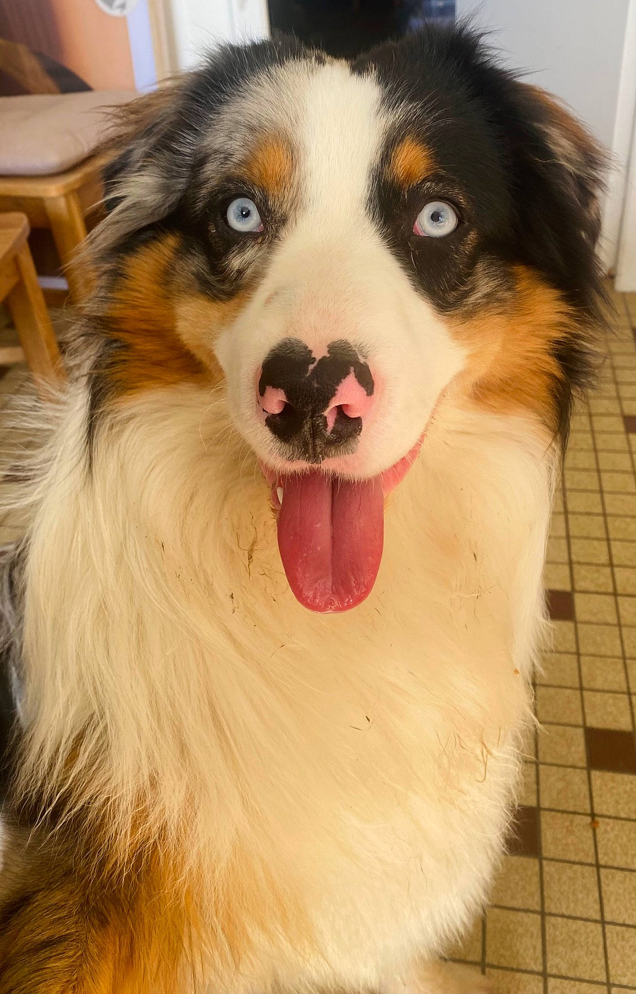 Ubane a rejoint le concours — aidez-le/la à gagner de superbes lots ! australian_collie, australian_shepherd, bernese_mountain_dog, border_collie, canidae, carnivore, companion_dog, dog, dog_breed, fur, herding_dog, iris, jaw, plant, scotch_collie, snout, sporting_group, whiskers, working_animal, working_dog