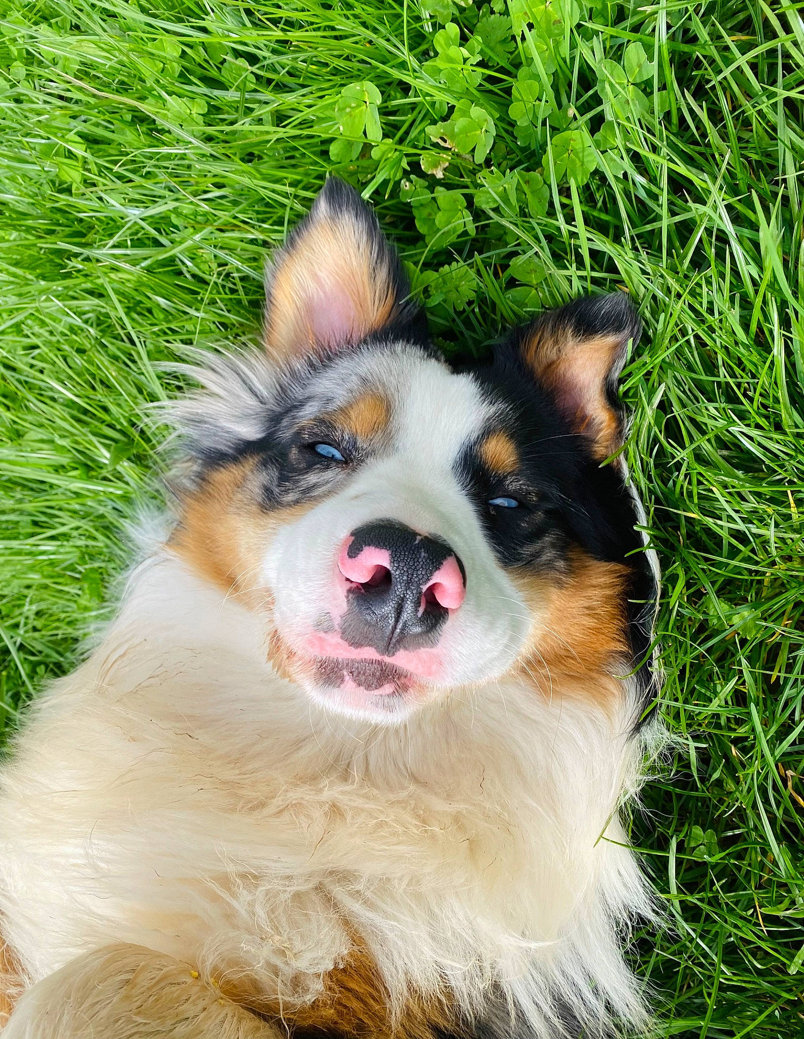 Ubane a rejoint le concours — aidez-le/la à gagner de superbes lots ! carnivore, collar, companion_dog, dog, dog_breed, eye, fang, foot, fur, grass, head, herding_dog, plant, snout, sporting_group, terrestrial_animal, whiskers, working_animal, working_dog