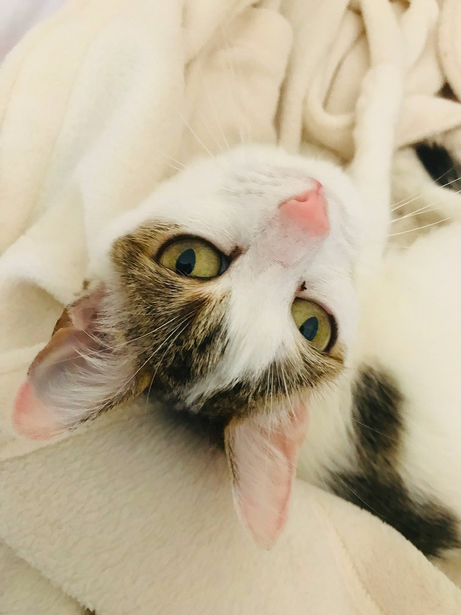 Câline a rejoint le concours — aidez-le/la à gagner de superbes lots ! aegean_cat, american_curl, carnivore, cat, close_up, ear, eye, face, felidae, fur, head, kitten, nose, paw, skin, small_to_medium_sized_cats, snout, turkish_van, whiskers, white