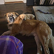 Forest And Tate is registered to the contest to win money with this photo: dog, puppy, cuddle, floor, dog_bed, rope_toy, record_shelf, wooden_floor, pet, animal, indoor, resting, cute, furry, companion, relaxation, home, cozy, friendship, brown_dog