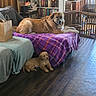 Forest And Tate joined the competition — help win amazing prizes! dog, puppy, living_room, couch, blanket, wooden_floor, bookshelf, plant, paper_bag, furniture, home_interior, pet, domestic_animal, relaxing, indoor, natural_light, cozy, brown_dog, small_dog, purple_blanket