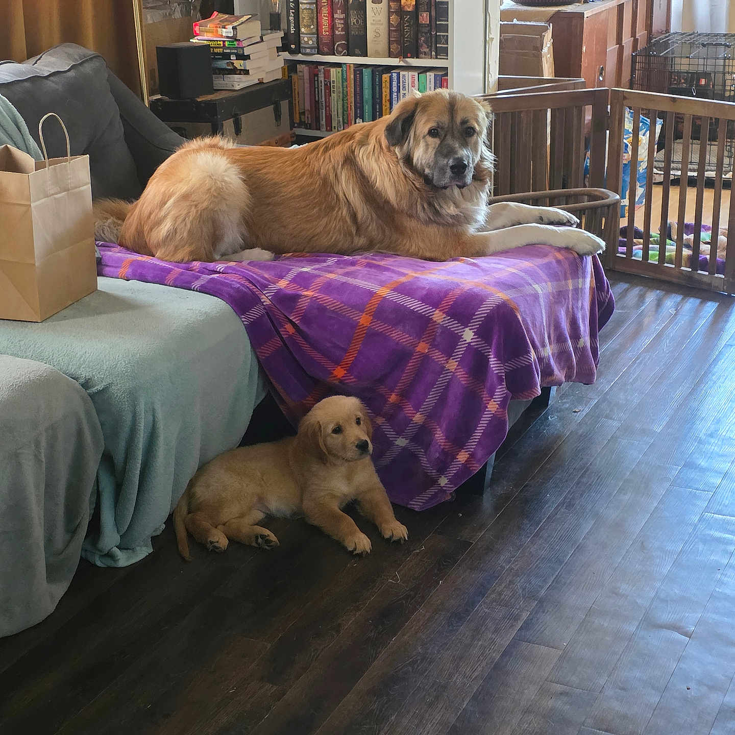 Forest And Tate joined the competition — help win amazing prizes! dog, puppy, living_room, couch, blanket, wooden_floor, bookshelf, plant, paper_bag, furniture, home_interior, pet, domestic_animal, relaxing, indoor, natural_light, cozy, brown_dog, small_dog, purple_blanket