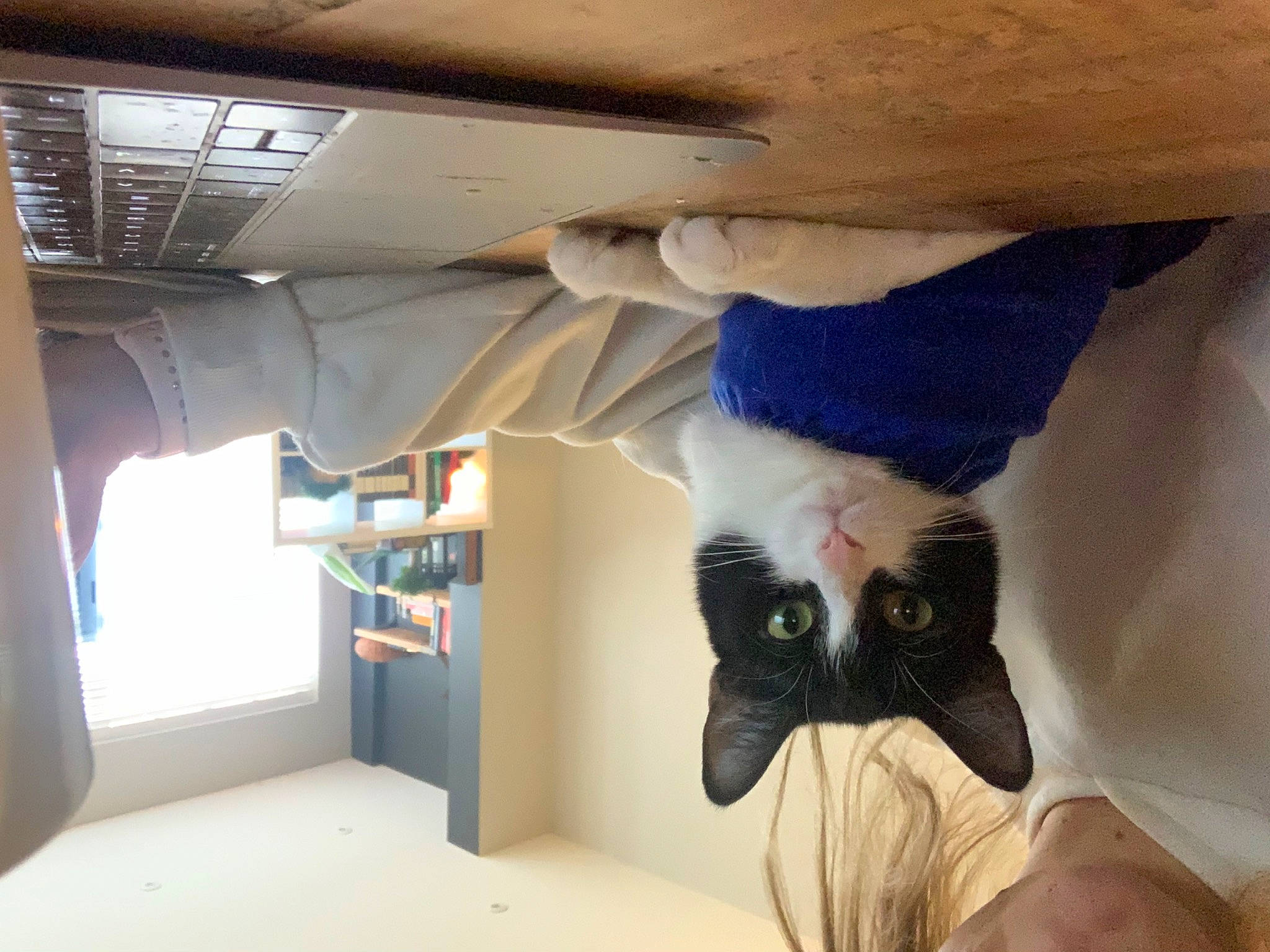 Freedy Pie joined the competition — help win amazing prizes! air_travel, bed, carnivore, cat, comfort, domestic_short_haired_cat, family_car, felidae, flooring, fur, linens, luxury_vehicle, paw, room, small_to_medium_sized_cats, tail, vehicle_door, whiskers, window