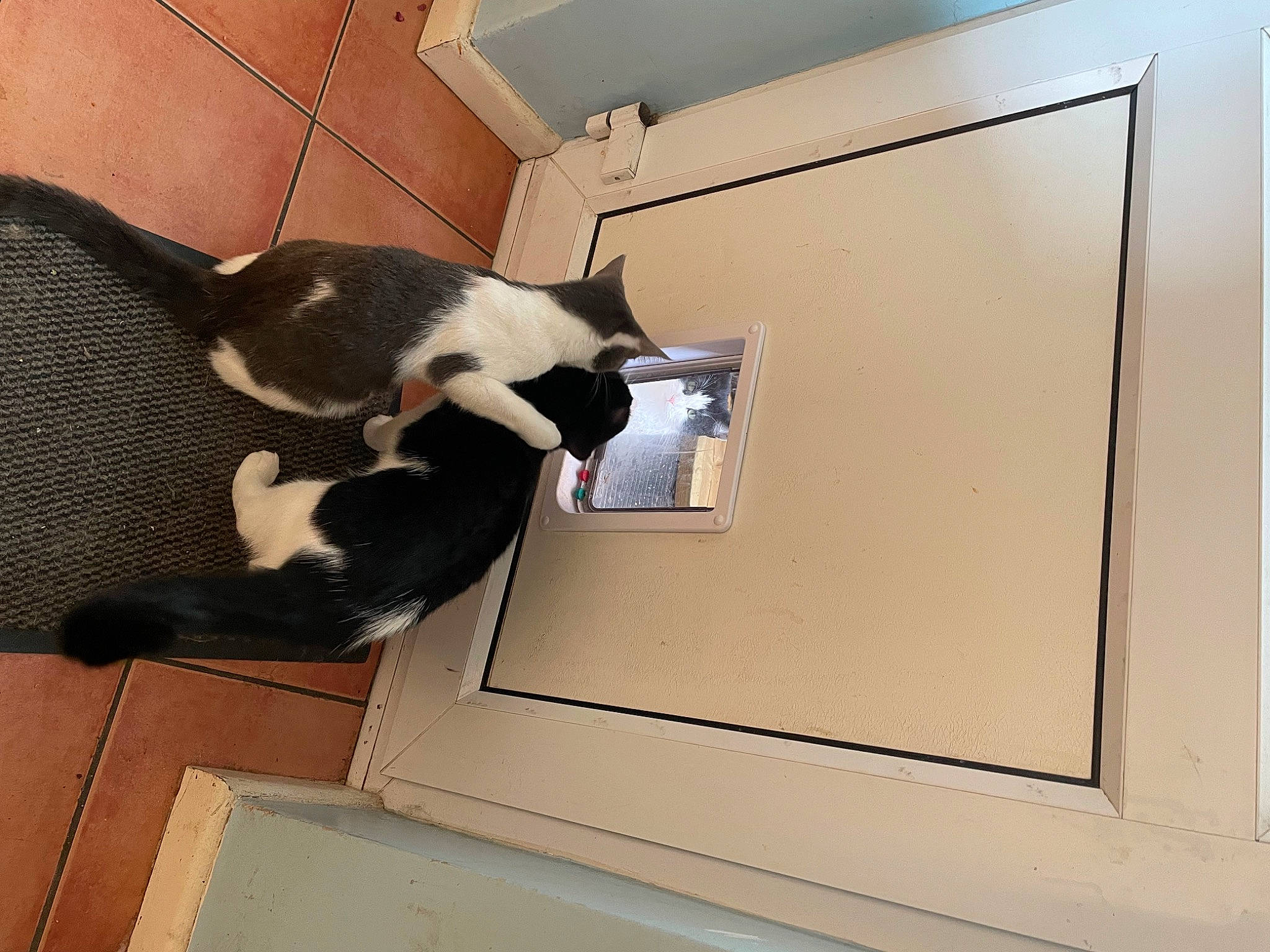 The Duo is registered to the contest to win money with this photo: automotive_design, cabinetry, carnivore, cat, cat_supply, comfort, domestic_short_haired_cat, felidae, flooring, fur, hardwood, pet_supply, room, small_to_medium_sized_cats, snout, tail, terrestrial_animal, whiskers, window, wood