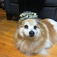 Patches is registered to the contest to win money with this photo: dog, pet, fluffy, long_hair, white_and_brown, lying_down, indoor, hardwood_floor, living_room, furniture, sofa, party_hat, new_year, celebration, festive, holiday, portrait, looking_at_camera, cute, animal