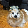 dog, pet, fluffy, long_hair, white_and_brown, lying_down, indoor, hardwood_floor, living_room, furniture, sofa, party_hat, new_year, celebration, festive, holiday, portrait, looking_at_camera, cute, animal
