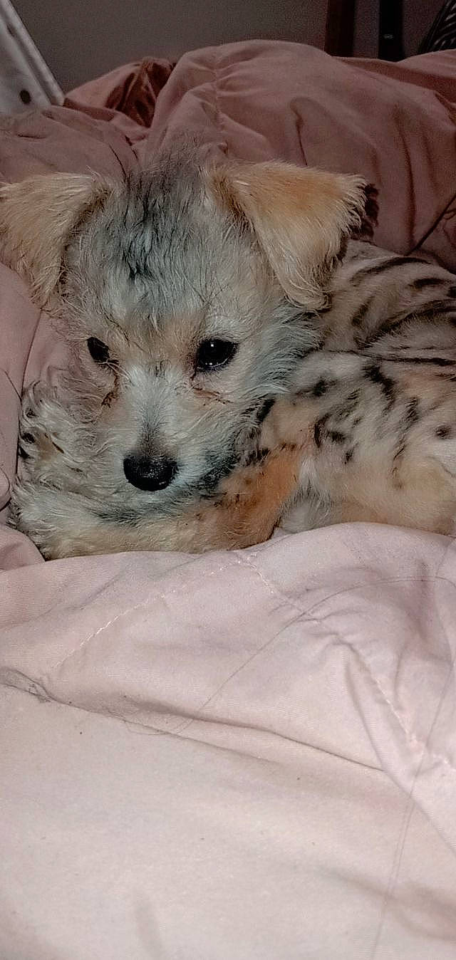 Leonardo joined the competition — help win amazing prizes! canidae, carnivore, comfort, companion_dog, dog, dog_breed, dog_supply, fawn, felidae, fur, nap, paw, small_terrier, snout, sporting_group, terrestrial_animal, terrier, toy_dog, whiskers, working_animal