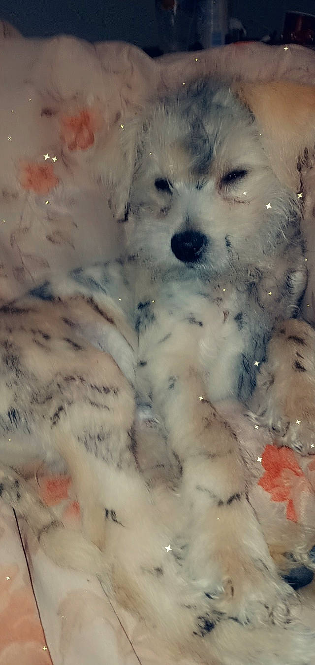 Leonardo is registered to the contest to win money with this photo: art, canidae, carnivore, companion_dog, dog, dog_breed, fur, non_sporting_group, painting, puppy, snout, sporting_group, terrestrial_animal, terrier, toy_dog, watercolor_paint, whiskers, working_animal