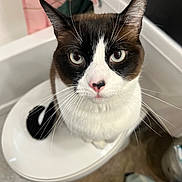 Sisu is registered to the contest to win money with this photo: bathroom, black_and_white_fur, brown_patches, cat, close_up, curious, eye_contact, feline, household_item, indoor, pet, pink_nose, portrait, shower_curtain, sitting, staring, tile_floor, toilet, toilet_seat, whiskers