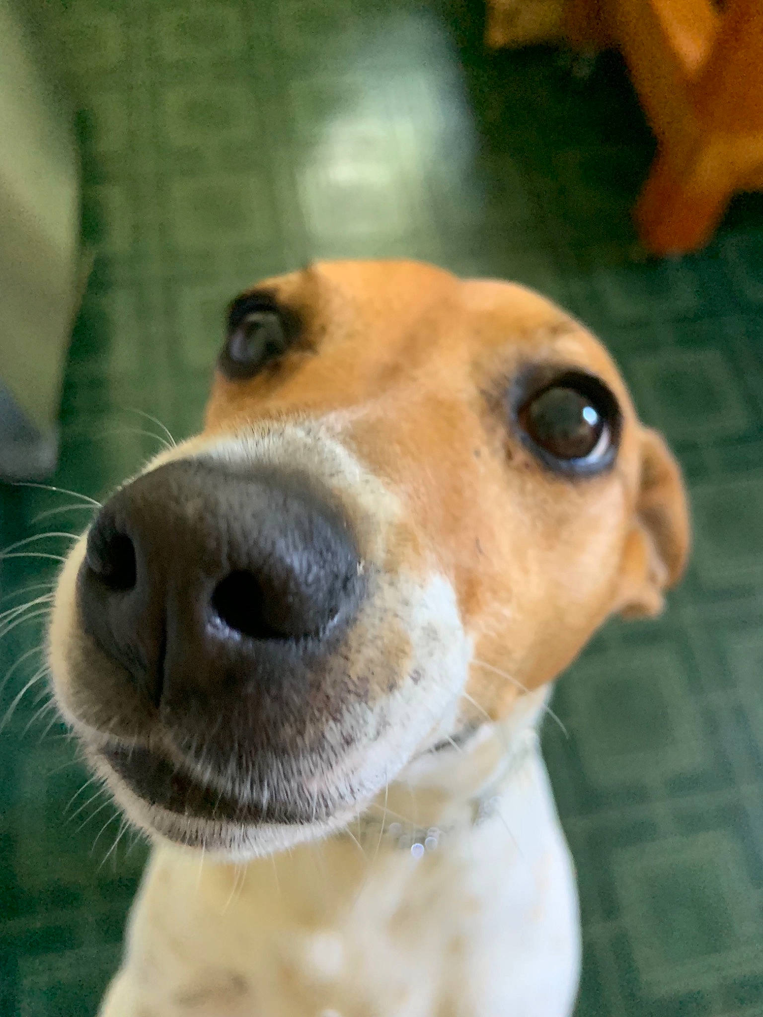 Pepe joined the competition — help win amazing prizes! ancient_dog_breeds, canidae, carnivore, collar, companion_dog, dog, dog_breed, dog_collar, ear, fawn, fur, hunting_dog, pet_supply, photography, smile, snout, sporting_group, street_dog, whiskers, working_animal