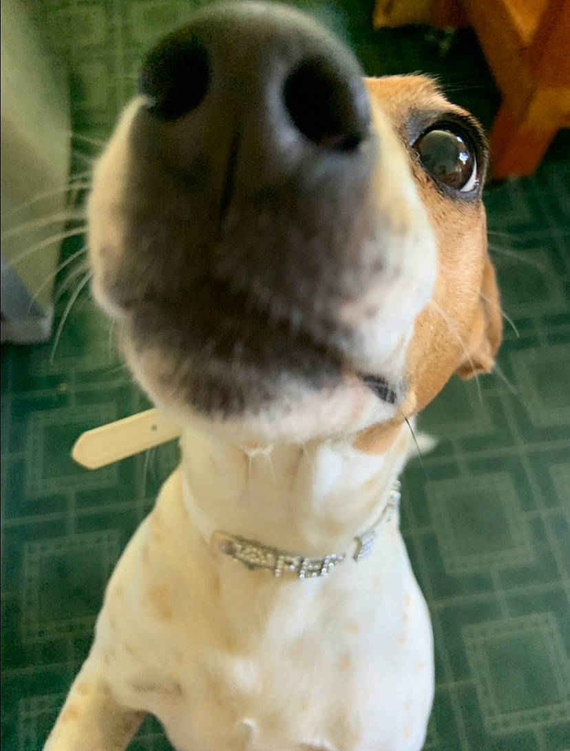 Pepe joined the competition — help win amazing prizes! canidae, carnivore, collar, companion_dog, dog, dog_breed, dog_collar, dog_supply, fawn, fur, leash, mammal, non_sporting_group, pet_supply, puppy, sporting_group, terrestrial_animal, vertebrate, whiskers, working_animal