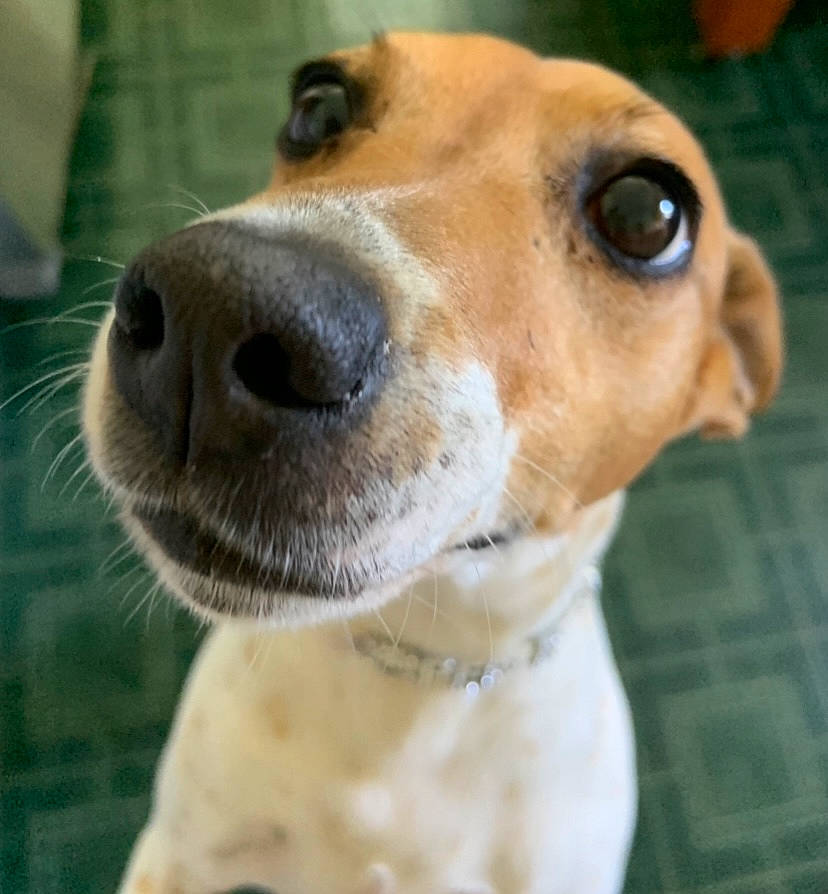 Pepe is registered to the contest to win money with this photo: ancient_dog_breeds, canidae, carnivore, collar, companion_dog, dog, dog_breed, dog_collar, ear, fawn, fur, head, hunting_dog, pet_supply, smile, snout, sporting_group, terrestrial_animal, whiskers, working_animal