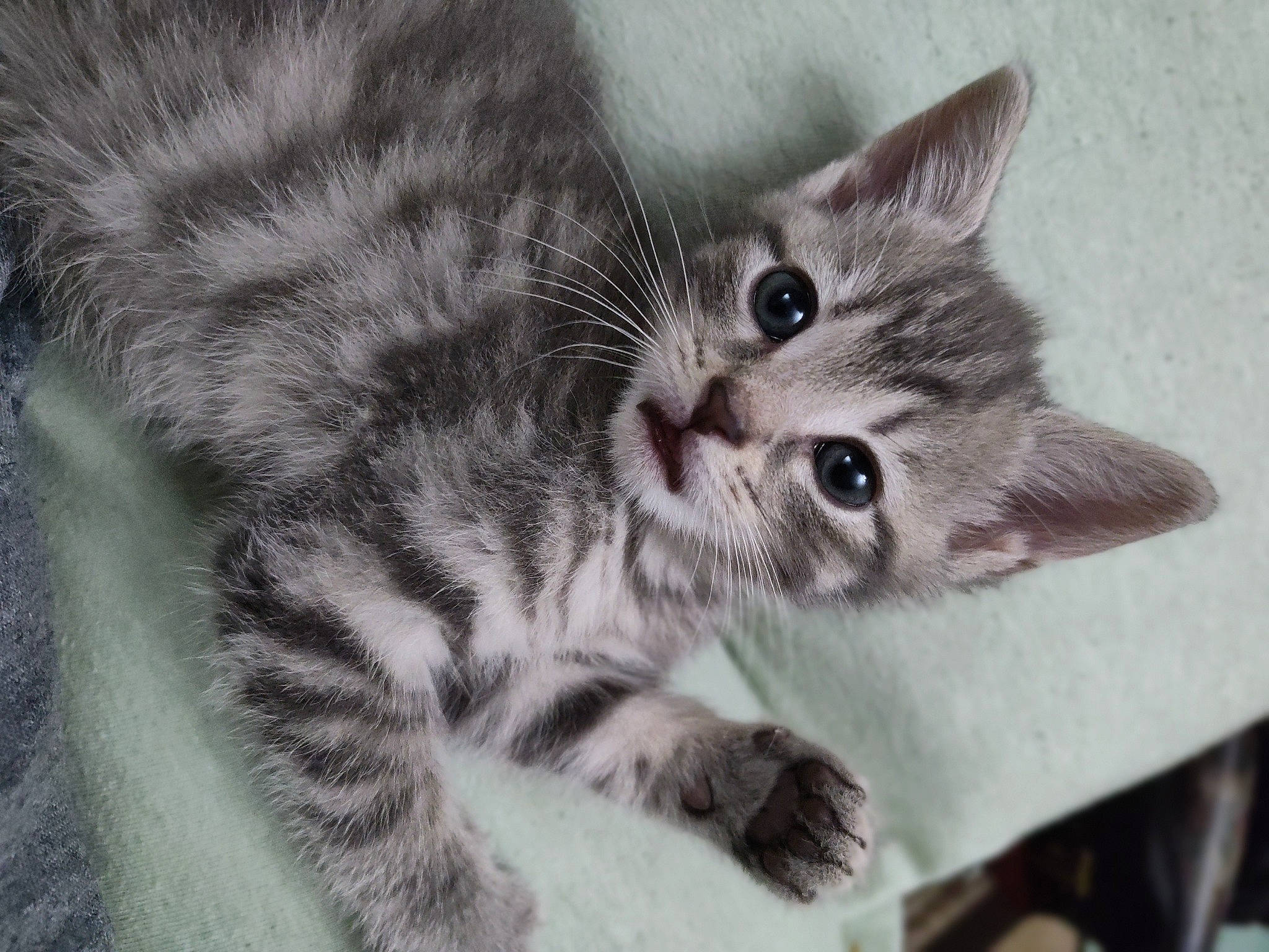 Hayze is registered to the contest to win money with this photo: carnivore, cat, claw, domestic_short_haired_cat, eye, felidae, fur, grey, paw, small_to_medium_sized_cats, snout, tail, terrestrial_animal, whiskers