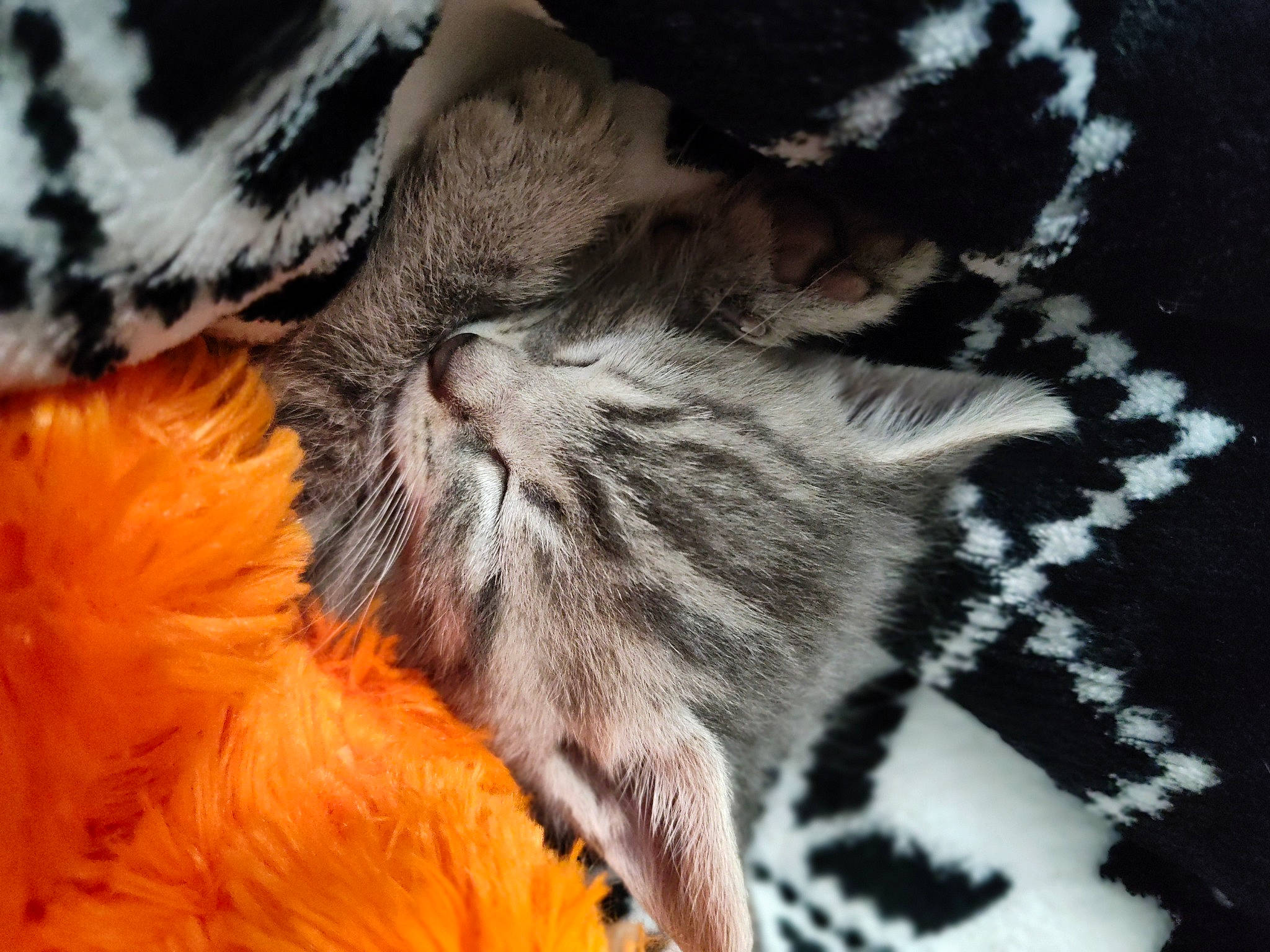 Hayze is registered to the contest to win money with this photo: arthropod, carnivore, cat, claw, comfort, domestic_short_haired_cat, fawn, felidae, fur, macro_photography, pattern, paw, peach, petal, plant, small_to_medium_sized_cats, snout, tail, whiskers, wildlife