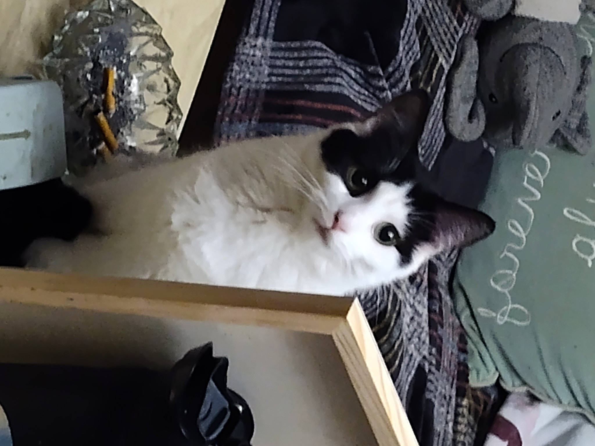 Ellie is registered to the contest to win money with this photo: box, cardboard, carnivore, cat, comfort, domestic_short_haired_cat, drawer, felidae, fur, hardwood, metal, packaging_and_labeling, paw, room, small_to_medium_sized_cats, table, tail, tree, whiskers, wood