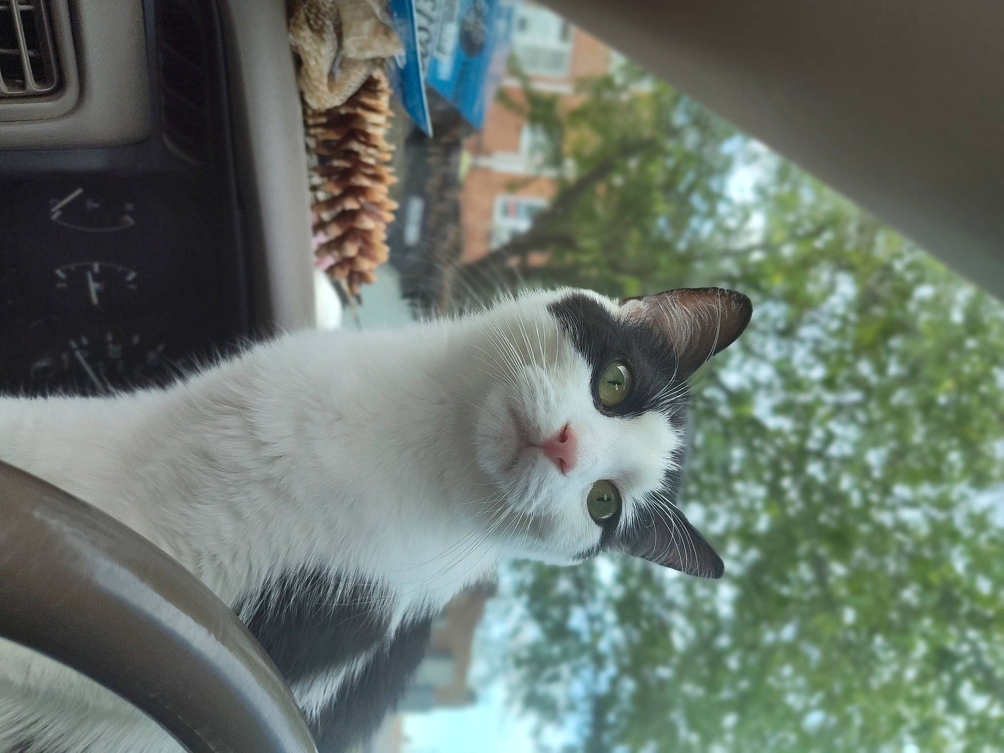 Ellie is registered to the contest to win money with this photo: automotive_tire, carnivore, cat, collar, domestic_short_haired_cat, felidae, fur, gas, grass, machine, mammal, plant, small_to_medium_sized_cats, tail, tree, vehicle_door, water, whiskers, window