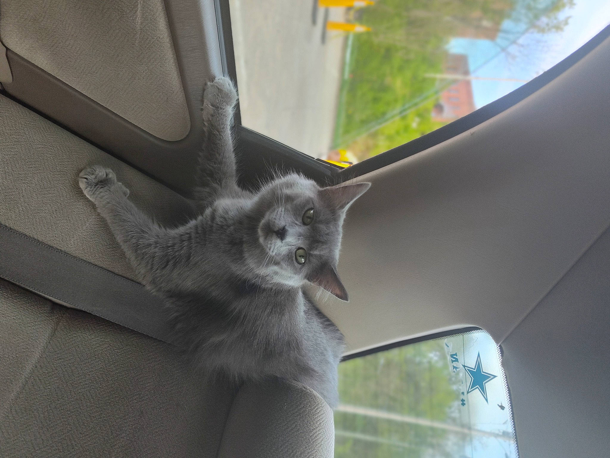 Bella joined the competition — help win amazing prizes! automotive_exterior, automotive_window_part, carnivore, cat, family_car, fawn, felidae, gesture, glass, hood, plant, rim, small_to_medium_sized_cats, snout, tail, vehicle, vehicle_door, whiskers, window, windshield