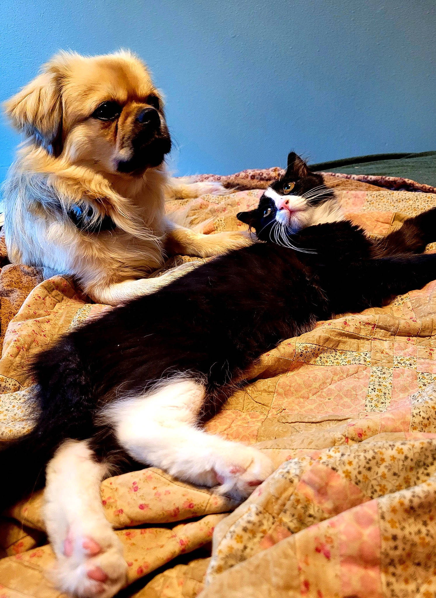 Kozmo is registered to the contest to win money with this photo: canidae, carnivore, companion_dog, dog, dog_breed, door, fawn, fur, landscape, liver, pet_supply, puppy, rock, sky, snout, soil, sporting_group, terrestrial_animal, toy_dog, working_animal