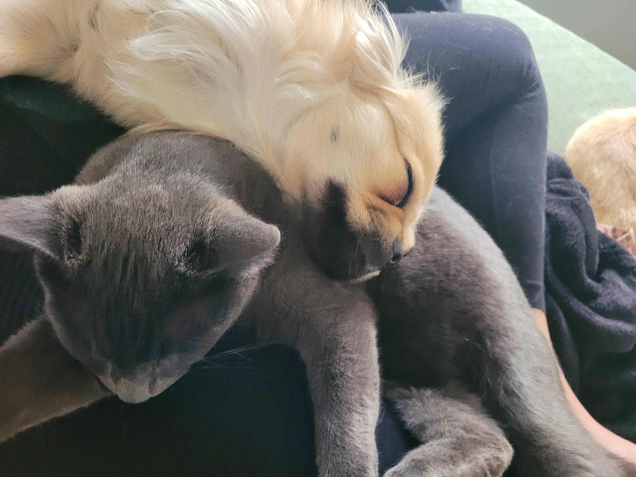 Kozmo joined the competition — help win amazing prizes! canidae, carnivore, claw, comfort, companion_dog, dog, dog_breed, fawn, felidae, fur, giant_dog_breed, nap, paw, small_to_medium_sized_cats, snout, sporting_group, tail, terrestrial_animal, toy_dog, whiskers