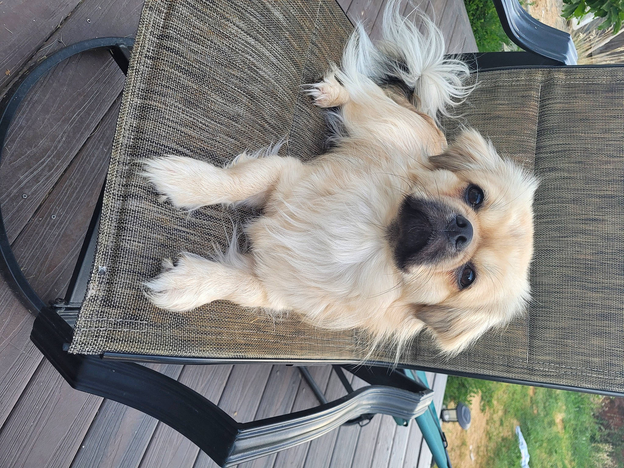 Kozmo is registered to the contest to win money with this photo: carnivore, companion_dog, dog, dog_breed, fawn, felidae, fur, non_sporting_group, paw, plant, puppy, snout, sporting_group, tail, toy_dog, working_animal